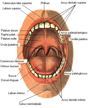 иллюстрация к разделу: Полость рта