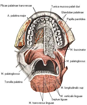 иллюстрация к разделу: Мышцы неба и зева