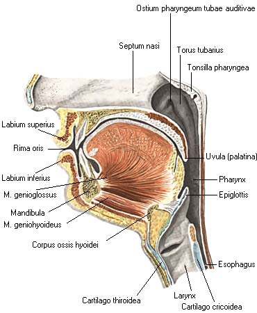 иллюстрация к разделу: Скелетные мышцы языка