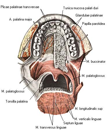 иллюстрация к разделу: Собственные мышцы языка