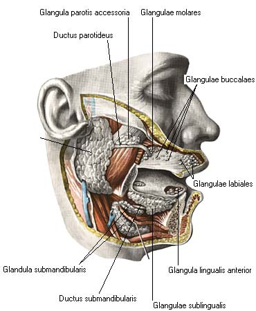 иллюстрация к разделу: Поднижнечелюстная железа