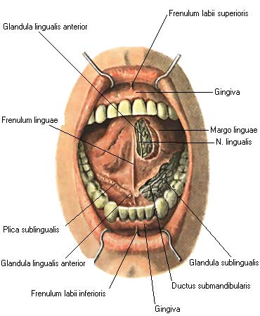 иллюстрация к разделу: Подъязычная железа