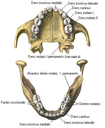 иллюстрация к разделу: Молочные зубы