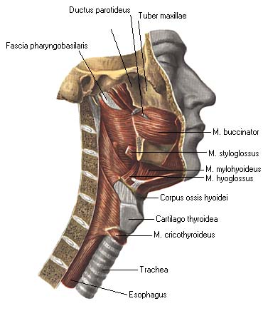 иллюстрация к разделу: Мышцы глотки