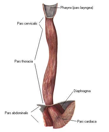 иллюстрация к разделу: Пищевод