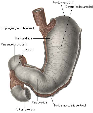 иллюстрация к разделу: Желудок