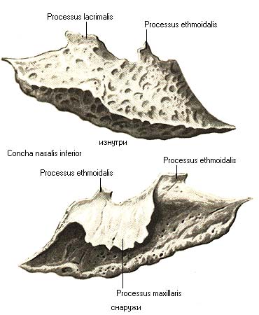 иллюстрация к разделу: Нижняя носовая раковина