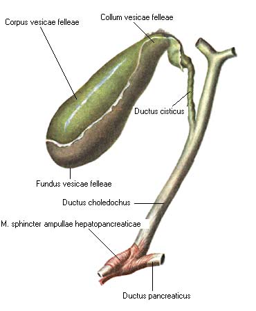 иллюстрация к разделу: Желчный пузырь