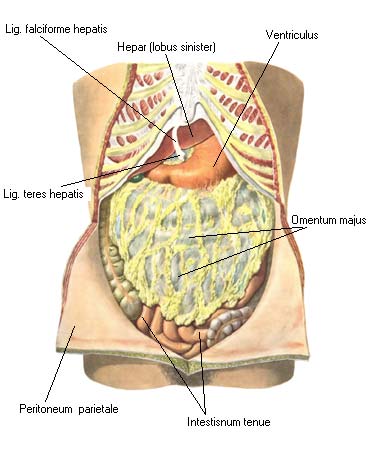 иллюстрация к разделу: Брюшина