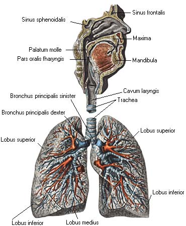 иллюстрация к разделу: Дыхательный аппарат