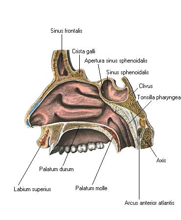 иллюстрация к разделу: Полость носа