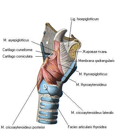 иллюстрация к разделу: Мышцы гортани