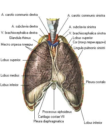 иллюстрация к разделу: Плевра