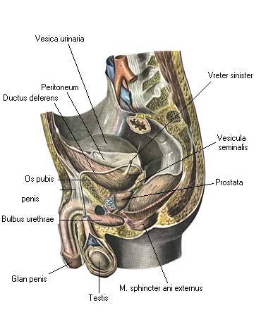 иллюстрация к разделу: Предстательная железа