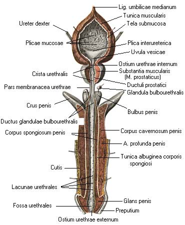 иллюстрация к разделу: Бульбоуретральная железа