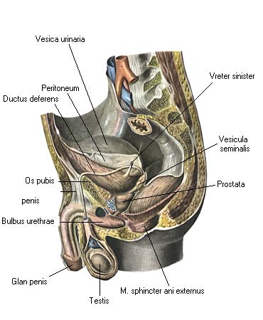 иллюстрация к разделу: Наружние мужские половые органы