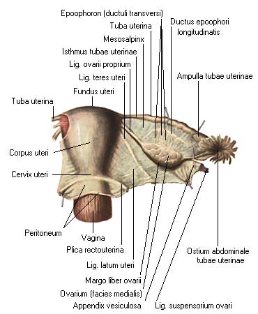 иллюстрация к разделу: Придатки яичников