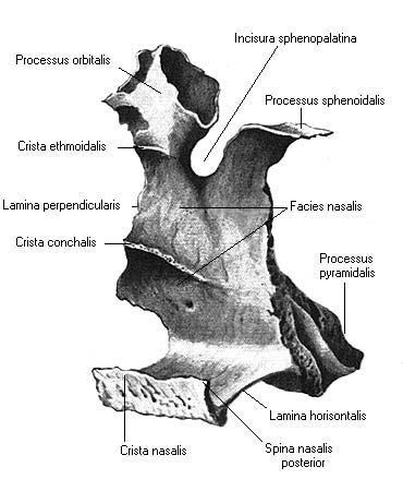 иллюстрация к разделу: Небная кость