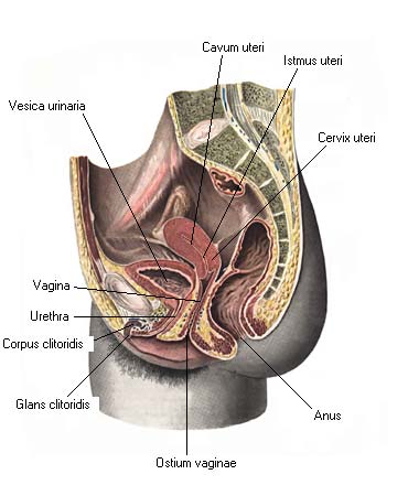 иллюстрация к разделу: Женский мочеиспускательный канал