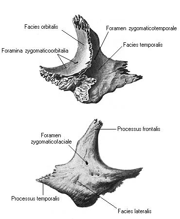 иллюстрация к разделу: Скуловая кость