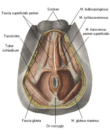 иллюстрация к разделу: Фасции малого таза