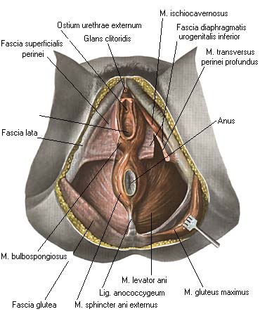 Фасции мочеполовой диафрагмы. Мочеполовая промежность. Мочеполовая диафрагма у мужчин. Мочеполовая диафрагма анатомия.