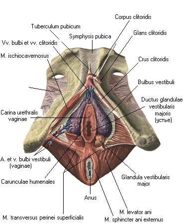 иллюстрация к разделу: Мышцы мочеполовой диафрагмы