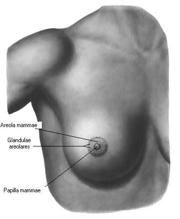 иллюстрация к разделу: Молочная железа