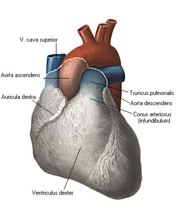 иллюстрация к разделу: Правый желудочек