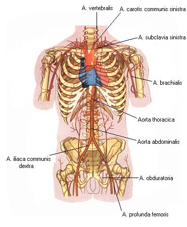 иллюстрация к разделу: Общая сонная артерия
