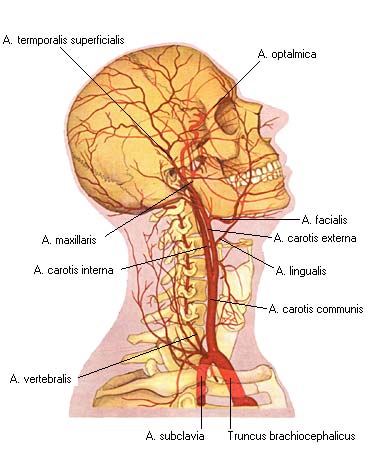 иллюстрация к разделу: Наружняя сонная артерия