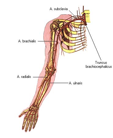 иллюстрация к разделу: Плечевая артерия