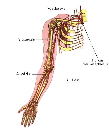 иллюстрация к разделу: Локтевая артерия