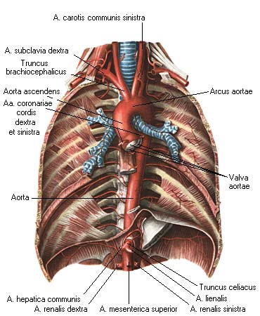 иллюстрация к разделу: Грудная аорта