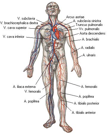 иллюстрация к разделу: Брюшная аорта