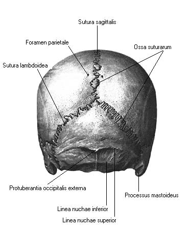 иллюстрация к разделу: Свод черепа
