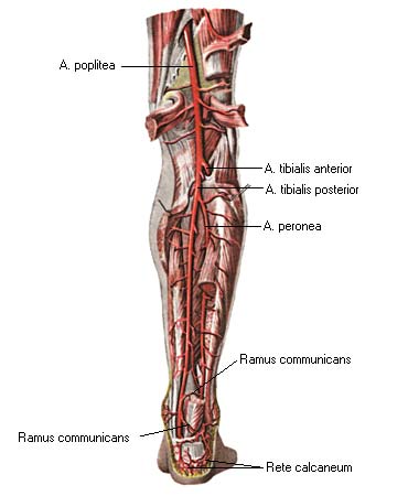 иллюстрация к разделу: Задняя большеберцовая артерия