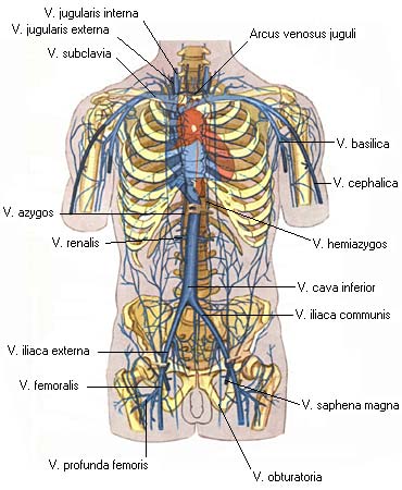 иллюстрация к разделу: Верхняя полая вена