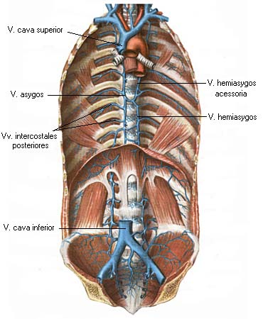 иллюстрация к разделу: Межреберные вены