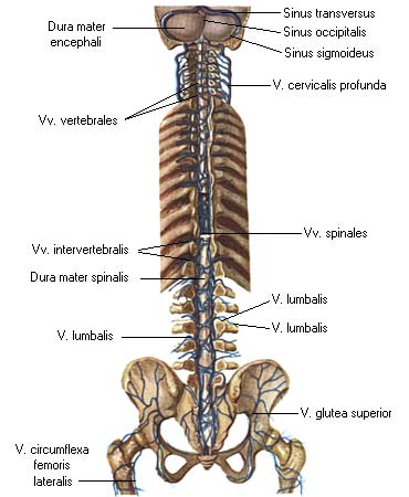 иллюстрация к разделу: Вены позвоночного столба