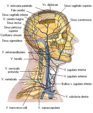иллюстрация к разделу: Наружная яремная вена