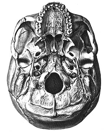 иллюстрация к разделу: Основание черепа