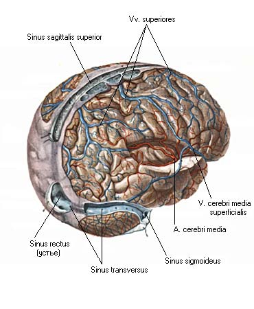 иллюстрация к разделу: Синусы твердой мозговой оболочки