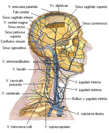 иллюстрация к разделу: Диплоические вены и вены твердой оболочки головного мозга