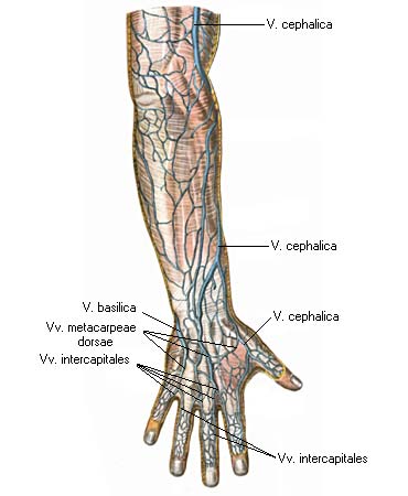 иллюстрация к разделу: Поверхностные вены
