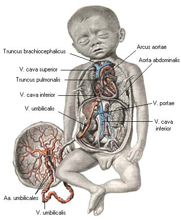 иллюстрация к разделу: Кровообращение плода