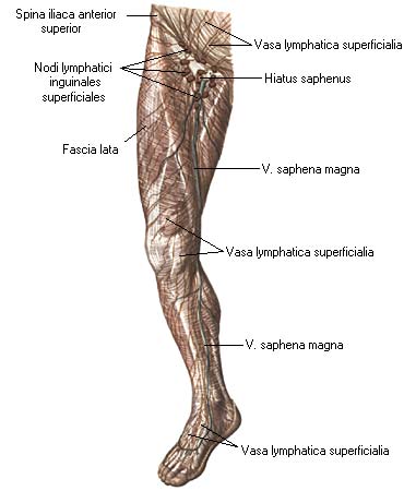 иллюстрация к разделу: Поверхностные лимфатические сосуды