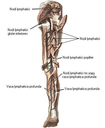 иллюстрация к разделу: Глубокие лимфатические сосуды