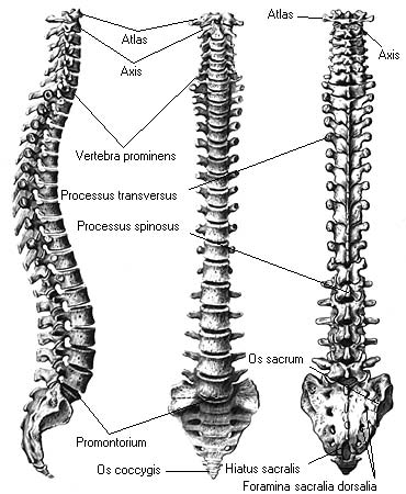иллюстрация к разделу: Позвонки