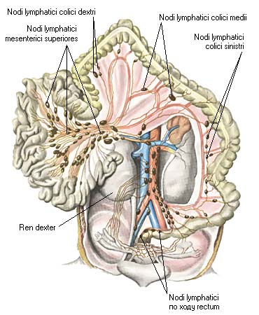 иллюстрация к разделу: Лимфатические сосуды тонкой и толстой кишок